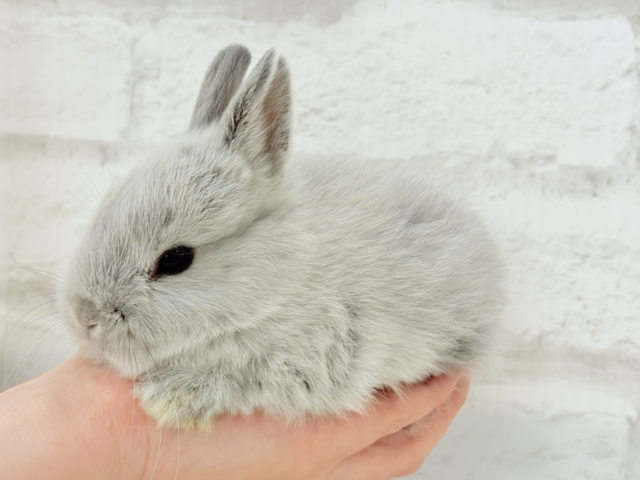 ネザーランドドワーフ