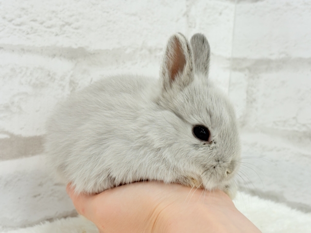 ネザーランドドワーフ