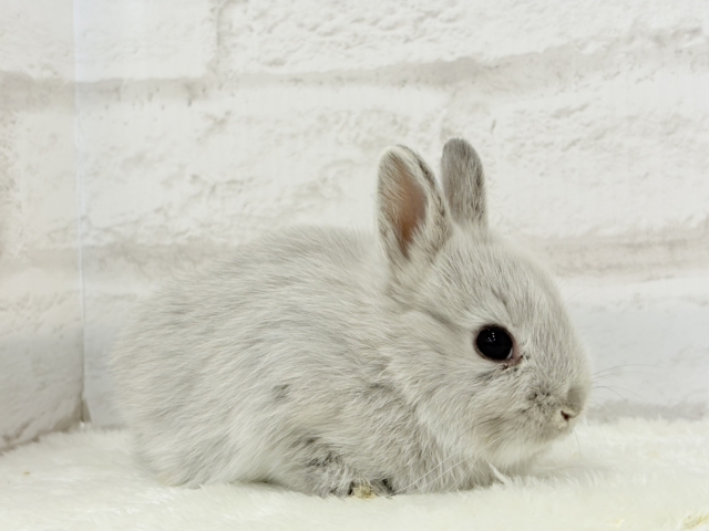 ネザーランドドワーフ