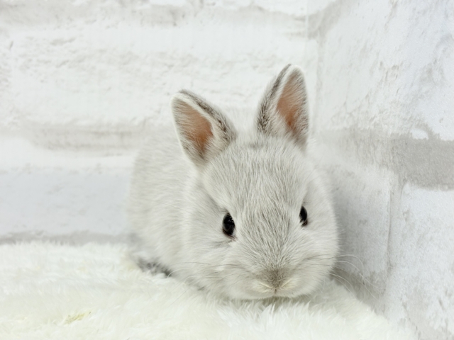 ネザーランドドワーフ