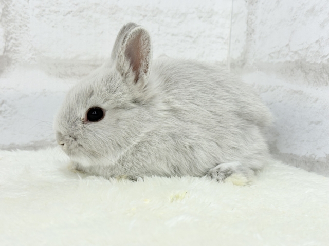 ネザーランドドワーフ