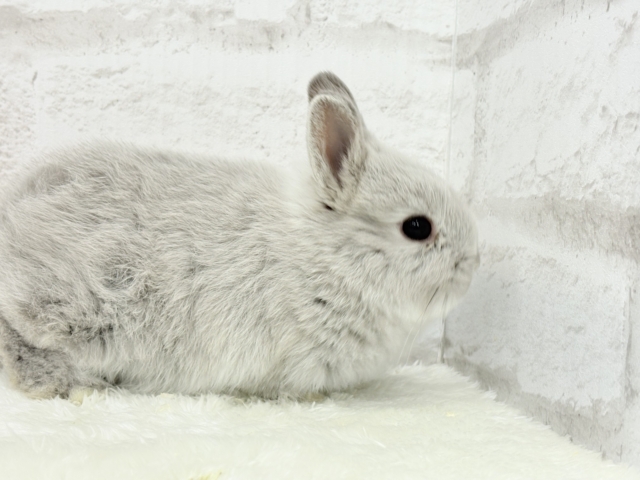 ネザーランドドワーフ