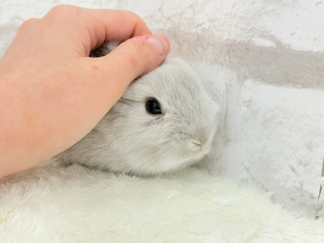 ネザーランドドワーフ