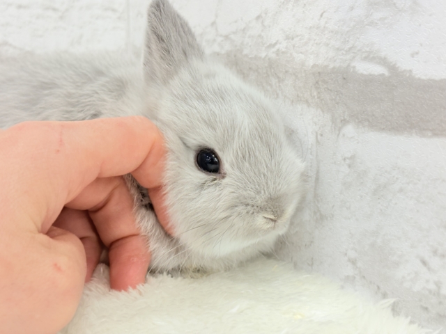 ネザーランドドワーフ