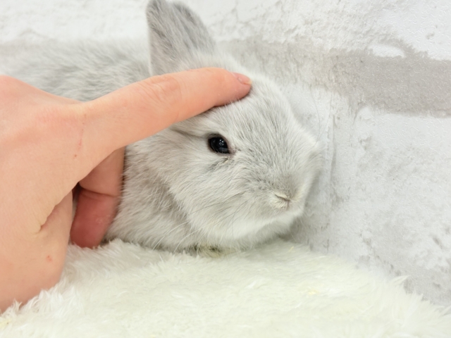 ネザーランドドワーフ