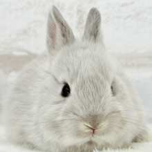 可愛すぎて胸きゅん止まりません♡ネザーランドドワーフ(スクワレル) 女の子