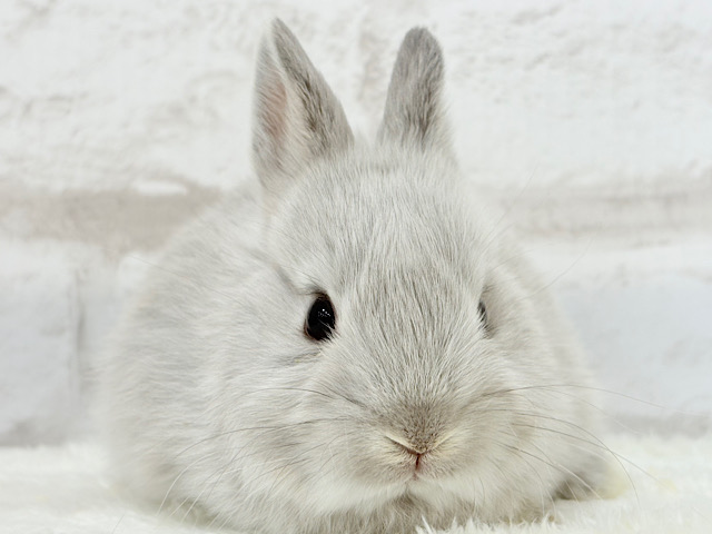 可愛すぎて胸きゅん止まりません♡ネザーランドドワーフ(スクワレル) 女の子