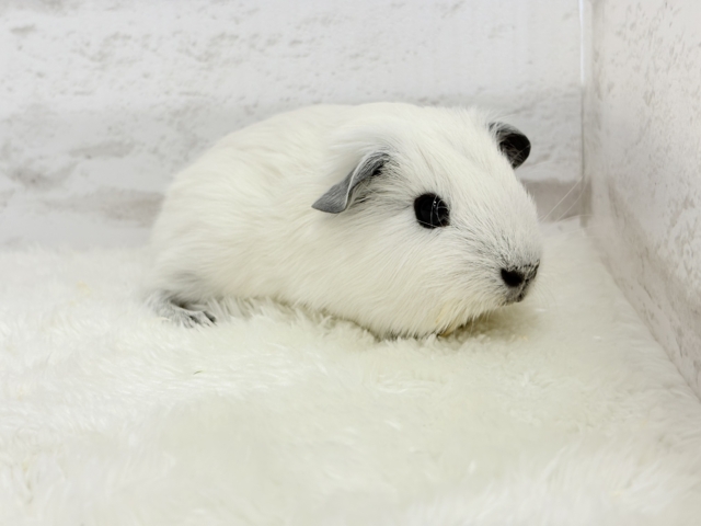 ロシアンスモークモルモット