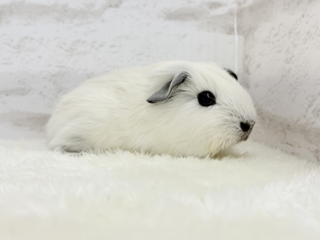 【最新画像更新🪄】美しい流線形🐹🌿甘えんぼモル🍼ロシアンスモークモルモット 男の子 ロシアンスモークモルモット