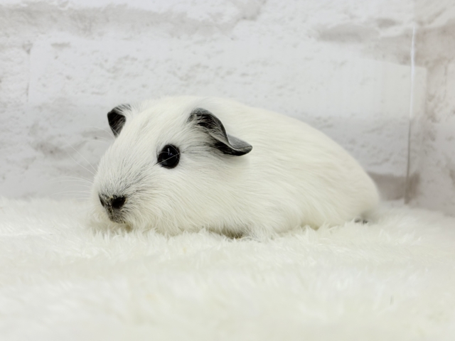 【最新画像更新🪄】美しい流線形🐹🌿甘えんぼモル🍼ロシアンスモークモルモット 男の子 ロシアンスモークモルモット