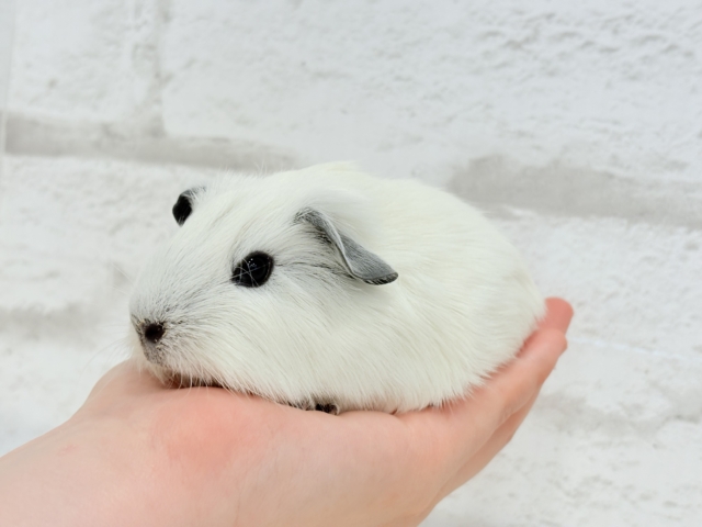 【最新画像更新🪄】美しい流線形🐹🌿甘えんぼモル🍼ロシアンスモークモルモット 男の子 ロシアンスモークモルモット