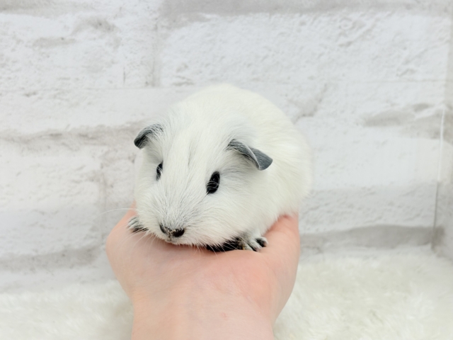 【最新画像更新🪄】美しい流線形🐹🌿甘えんぼモル🍼ロシアンスモークモルモット 男の子 ロシアンスモークモルモット