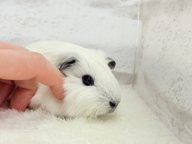 ロシアンスモークモルモット