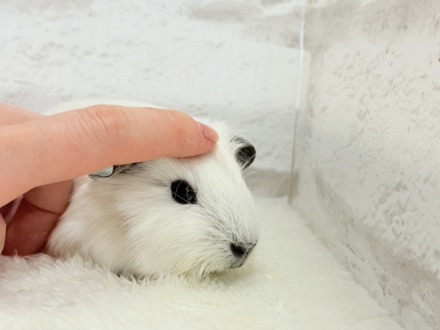 【最新画像更新🪄】美しい流線形🐹🌿甘えんぼモル🍼ロシアンスモークモルモット 男の子 ロシアンスモークモルモット
