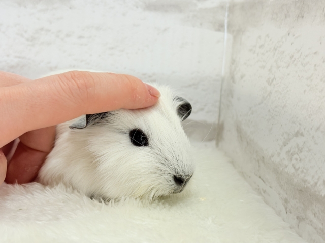 ロシアンスモークモルモット