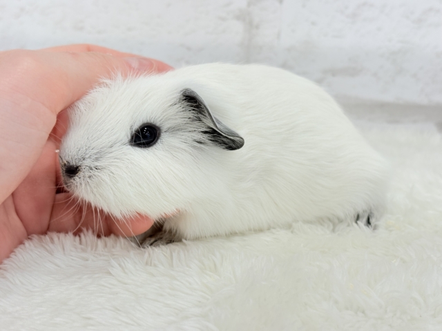 ロシアンスモークモルモット