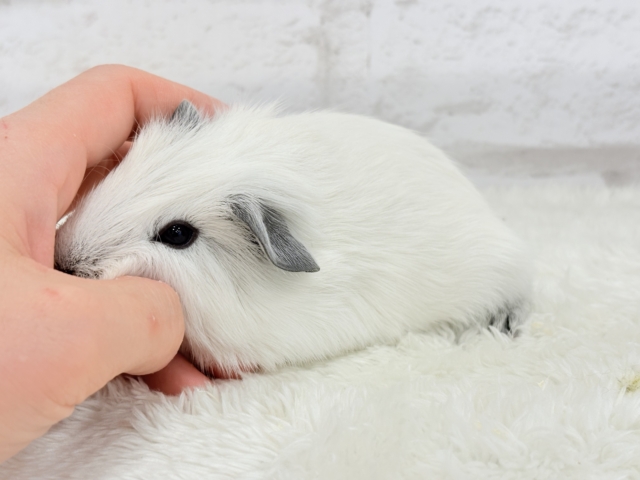 ロシアンスモークモルモット