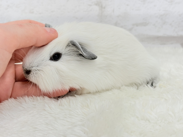 ロシアンスモークモルモット