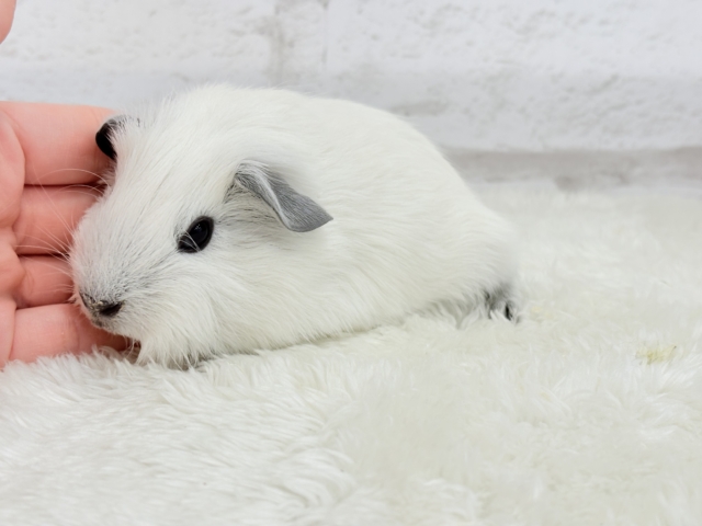 ロシアンスモークモルモット