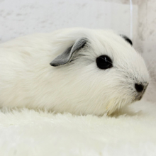 美しい流線形🐹🌿甘えんぼモル🍼ロシアンスモークモルモット 男の子