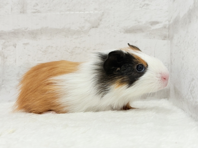 イングリッシュモルモット