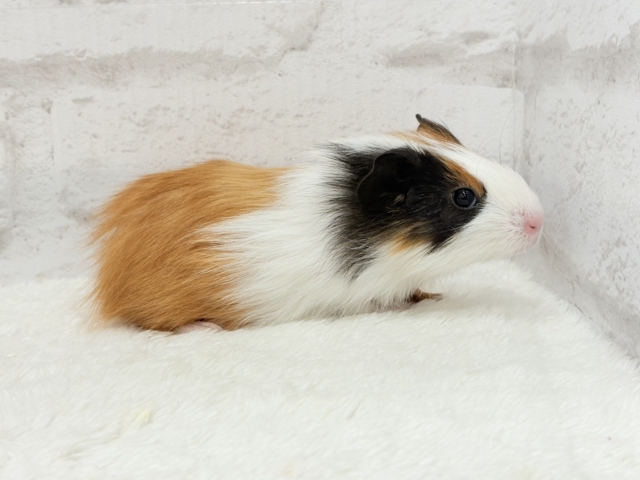 イングリッシュモルモット