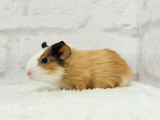 イングリッシュモルモット