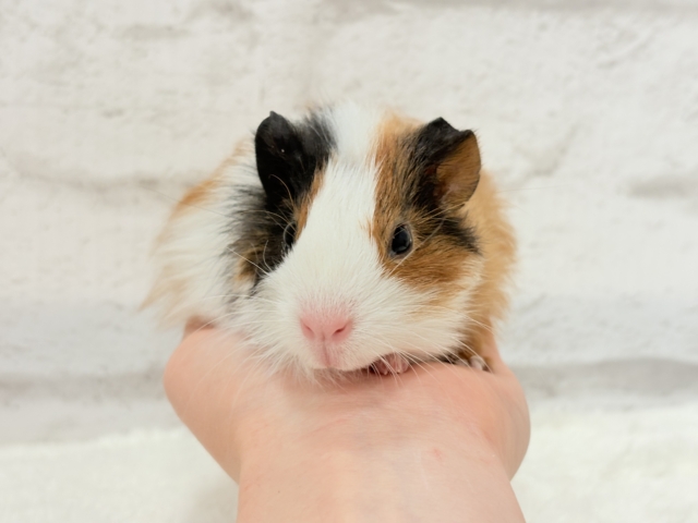 イングリッシュモルモット