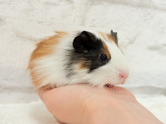 イングリッシュモルモット