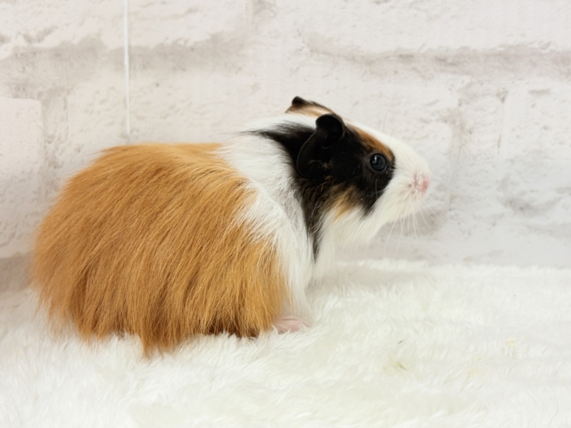 イングリッシュモルモット