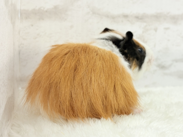 イングリッシュモルモット