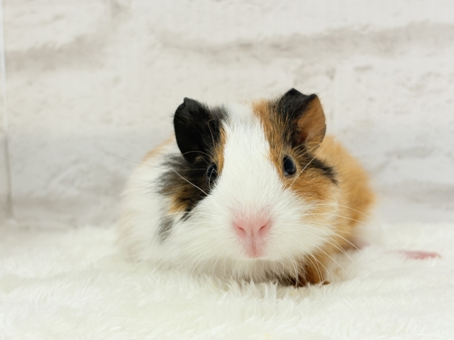 イングリッシュモルモット