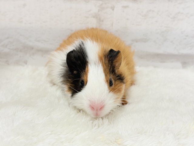 イングリッシュモルモット