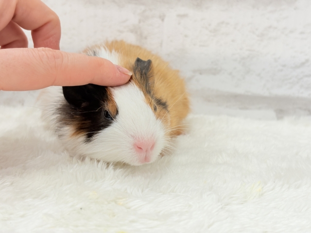 イングリッシュモルモット