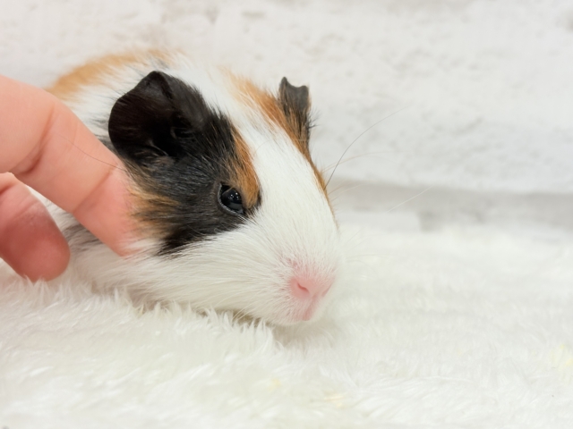 イングリッシュモルモット