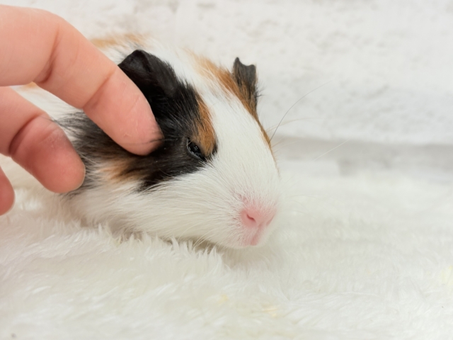 イングリッシュモルモット