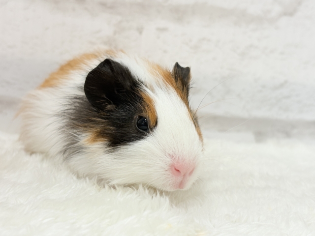 イングリッシュモルモット