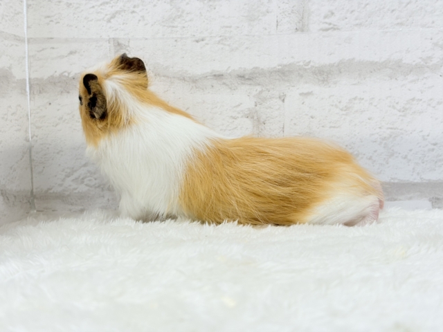 シェルティモルモット