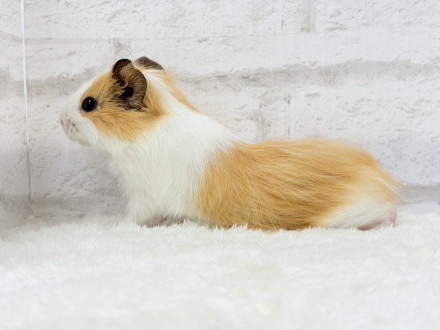 シェルティモルモット