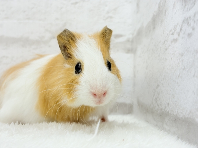 シェルティモルモット