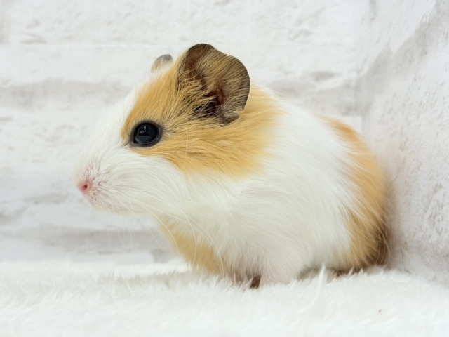 シェルティモルモット