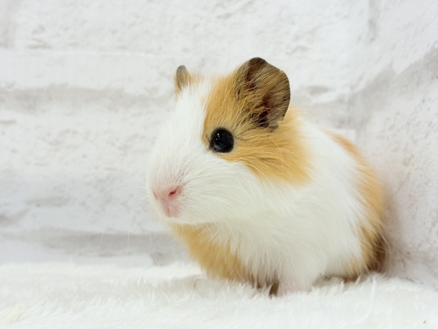 シェルティモルモット