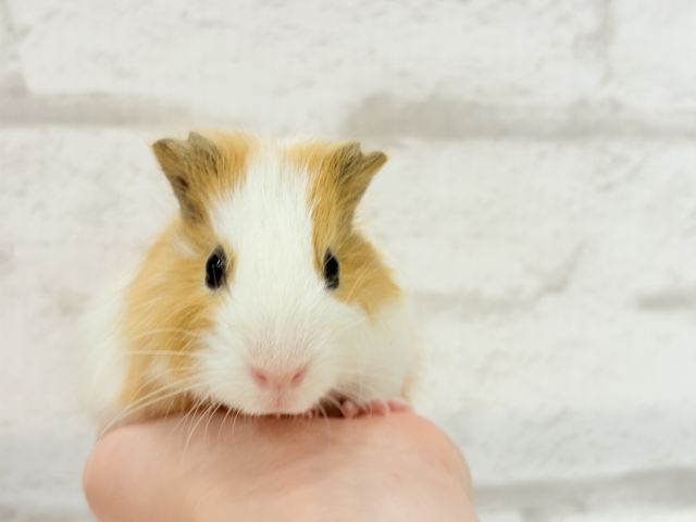 シェルティモルモット