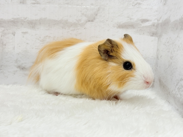 シェルティモルモット