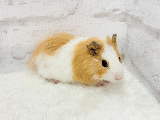 シェルティモルモット