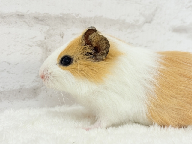 シェルティモルモット