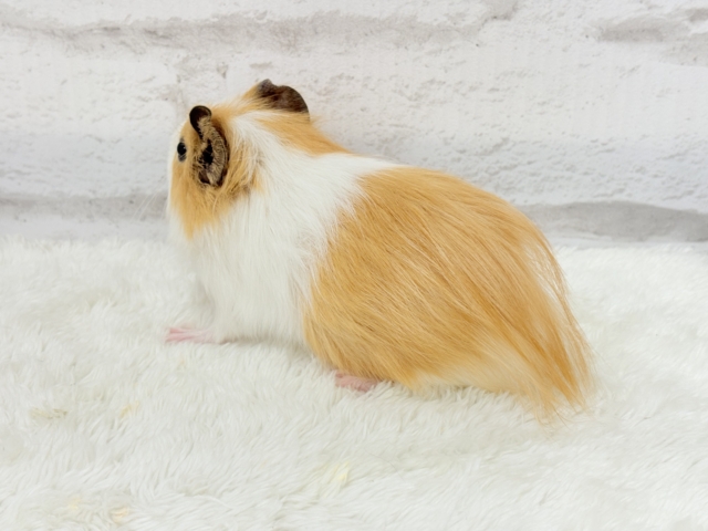 シェルティモルモット