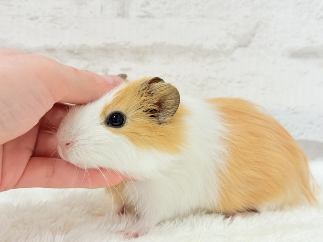 シェルティモルモット