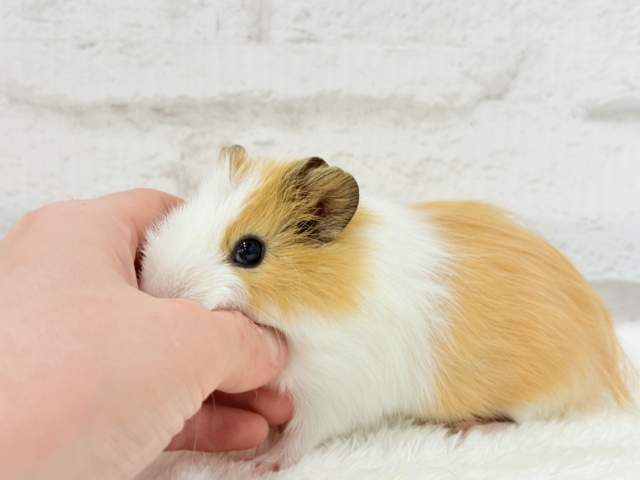 シェルティモルモット