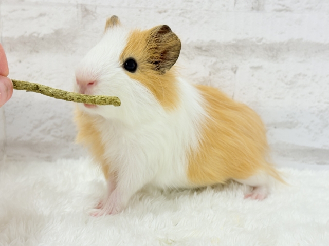 シェルティモルモット